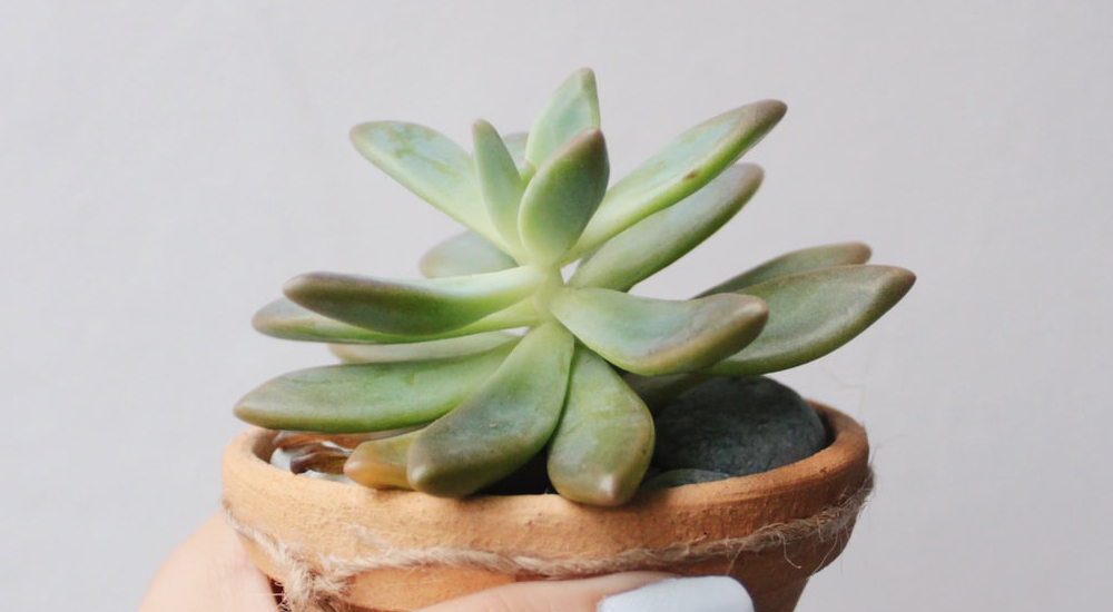 Happy Succulent