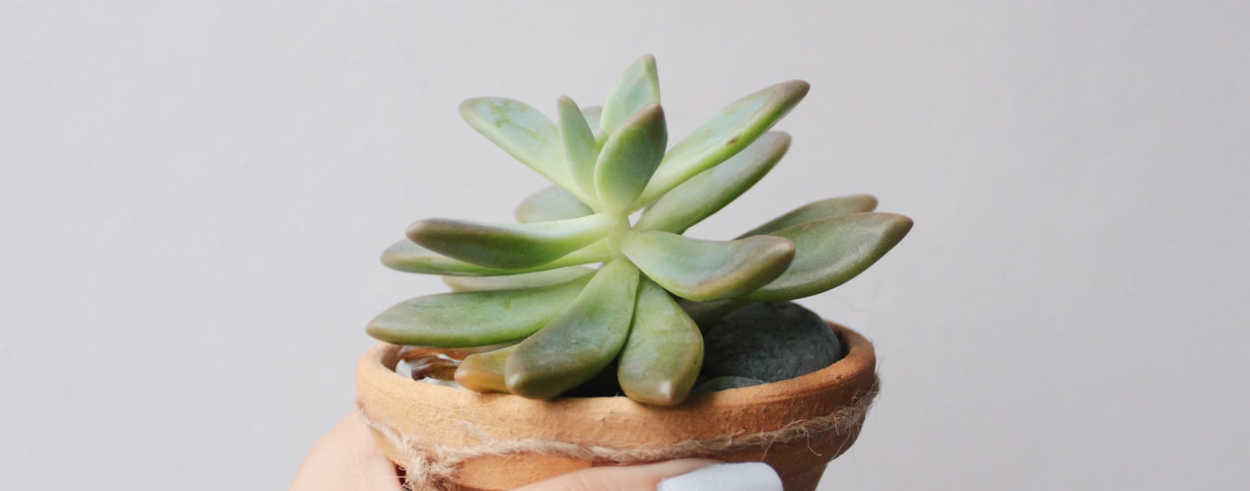 Happy Succulent1